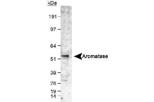 Image no. 2 for anti-Cytochrome P450, Family 19, Subfamily A, Polypeptide 1 (CYP19A1) (C-Term) antibody (ABIN363492) (Aromatase 抗体  (C-Term))