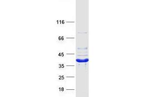 Western Blotting (WB) image for Crystallin, mu (CRYM) (Transcript Variant 1) protein (Myc-DYKDDDDK Tag) (ABIN2726572)