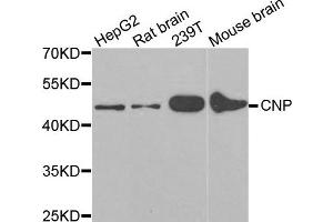 Western Blotting (WB) image for anti-2',3'-Cyclic Nucleotide 3' phosphodiesterase (CNP) antibody (ABIN1980117) (Cnpase 抗体)