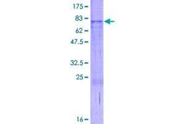 RUSC1 Protein (AA 1-433) (GST tag)