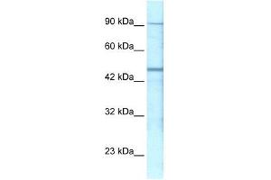 Western Blot showing GABRP antibody used at a concentration of 1-2 ug/ml to detect its target protein. (GABRP 抗体  (N-Term))