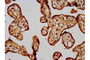 IHC image of ABIN7147980 diluted at 1:200 and staining in paraffin-embedded human placenta tissue performed on a Leica BondTM system. (CD3g Molecule S Homeolog (CD3G.S) (AA 128-241) 抗体)
