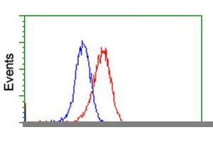 HEK293T cells transfected with either RC212185 overexpress plasmid (Red) or empty vector control plasmid (Blue) were immunostained by anti-VWA5A antibody (ABIN2453785), and then analyzed by flow cytometry. (VWA5A 抗体)