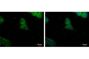 ICC/IF Image PDE8A antibody detects PDE8A protein at cytoplasm by immunofluorescent analysis. (PDE8A 抗体)