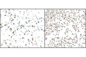 Immunocytochemistry (ICC) image for anti-CD16 (CD16) (AA 21-201) antibody (ABIN7449423)