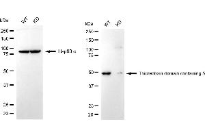 anti-Thioredoxin Domain Containing 5 (Endoplasmic Reticulum) (TXNDC5) antibody