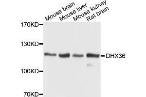 Western blot analysis of extracts of various cell lines, using DHX36 antibody (ABIN1872264) at 1:1000 dilution. (DHX36 抗体)
