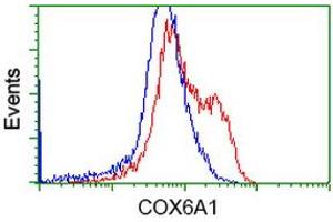 Flow Cytometry (FACS) image for anti-Cytochrome C Oxidase Subunit VIa Polypeptide 1 (COX6A1) antibody (ABIN1497580) (COX6A1 抗体)