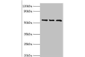 Western blot All lanes: F-box-like/WD repeat-containing protein TBL1XR1 antibody at 10 μg/mL Lane 1: MCF-7 whole cell lysate Lane 2: Mouse heart tissue Lane 3: K562 whole cell lysate Secondary Goat polyclonal to rabbit IgG at 1/10000 dilution Predicted band size: 56 kDa Observed band size: 56 kDa (TBL1XR1 抗体  (AA 1-180))