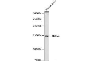 Western blot analysis of extracts of Mouse testis using TDRD1 Polyclonal Antibody at dilution of 1:3000. (TDRD1 抗体)