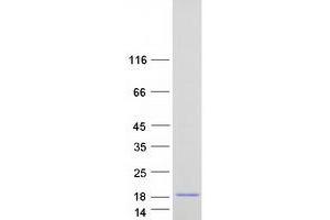 Western Blotting (WB) image for Polymerase (RNA) II (DNA Directed) Polypeptide J3 (POLR2J3) protein (Myc-DYKDDDDK Tag) (ABIN2729342)