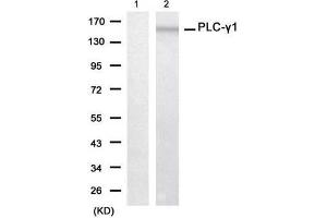 Western blot analysis of extracts from 293 cell using PLC-γ1 (Ab-771) Antibody (E021523, Lane 1 and 2 ) (Phospholipase C gamma 1 抗体)