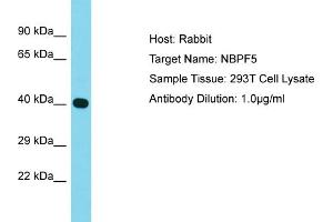 Host: Rabbit Target Name: NBPF5 Sample Type: 293T Whole Cell lysates Antibody Dilution: 1. (NBPF5 抗体  (Middle Region))
