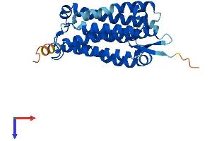 ACER1 Protein (AA 1-273) (His tag)