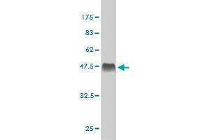 Western Blot detection against Immunogen (39. (Apelin 抗体  (AA 1-122))