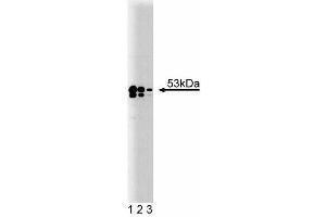 Western blot analysis of TEF-1 on A431 lysate. (TEAD1 抗体  (AA 86-199))