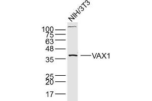 Lane 1: NIH/3T3 lysates probed with Anti –VAX1 Polyclonal Antibody, Unconjugated (bs-11496R) at 1:300 overnight at 4˚C. (VAX1 抗体  (AA 133-200))