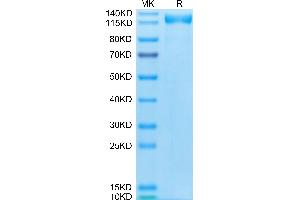 SDS-PAGE (SDS) image for Angiotensin I Converting Enzyme 2 (ACE2) (AA 18-740) protein (Fc-Avi Tag,Biotin) (ABIN7273795)