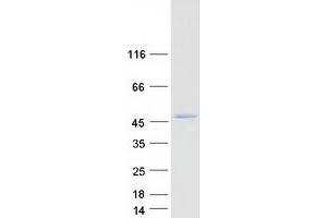 Western Blotting (WB) image for Bile Acid CoA: Amino Acid N-Acyltransferase (Glycine N-Choloyltransferase) (BAAT) (Transcript Variant 2) protein (Myc-DYKDDDDK Tag) (ABIN2715128)