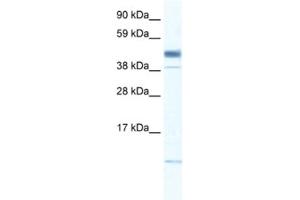 Western Blotting (WB) image for anti-Zinc Finger, Matrin-Type 1 (ZMAT1) antibody (ABIN2460158) (ZMAT1 抗体)