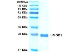 SDS-PAGE with Coomassie Blue staining (HMGB1 蛋白)