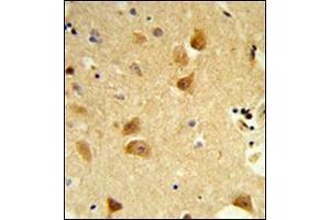 Formalin-fixed and paraffin-embedded human brain tissue reacted with DERL1 Antibody (C-term) followed which was peroxidase-conjugated to the secondary antibody, followed by DAB staining. (DERL1 抗体  (C-Term))
