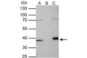 IP Image Fibrillarin antibody immunoprecipitates FBL protein in IP experiments.