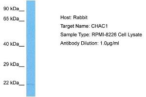 Host: Rabbit Target Name: CHAC1 Sample Tissue: Human RPMI 8226 Whole Cell Antibody Dilution: 1ug/ml (CHAC1 抗体  (C-Term))