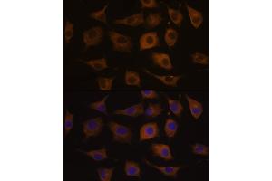 Immunofluorescence analysis of L929 cells using CHRN antibody (ABIN6133256, ABIN6138583, ABIN6138584 and ABIN6218660) at dilution of 1:100. (CHRNA7 抗体  (AA 23-230))