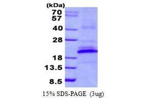 Image no. 1 for Killer Cell Lectin-Like Receptor Subfamily B, Member 1 (KLRB1) protein (His tag) (ABIN1098668)