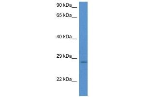 Western Blot showing EIF6 antibody used at a concentration of 1 ug/ml against Hela Cell Lysate (EIF6 抗体  (N-Term))