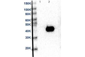 Western Blot of Anti-MEK2 Antibody. (MEK2 抗体  (C-Term) (Biotin))