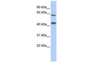 Image no. 1 for anti-Kelch-Like 8 (KLHL8) (C-Term) antibody (ABIN6740604) (KLHL8 抗体  (C-Term))