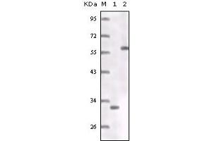 Western blot analysis using ER mouse mAb truncated ER recombinant protein (1) MCF-7 cell lysates (2). (Estrogen Receptor alpha 抗体)