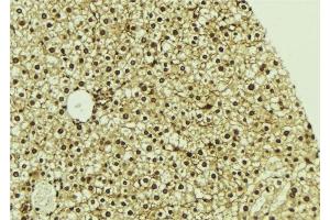 ABIN6276822 at 1/100 staining Mouse liver tissue by IHC-P. (CDK7 抗体  (Internal Region))