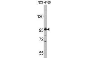 Western blot analysis of XPOT antibody (C-term) in NCI-H460 cell line lysates (35ug/lane). (XPOT 抗体  (C-Term))