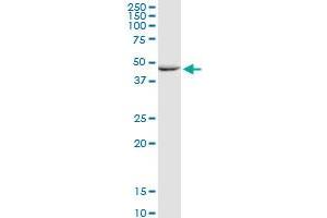GALK2 MaxPab rabbit polyclonal antibody. (GALK2 抗体  (AA 1-458))