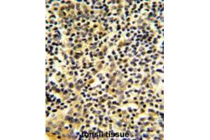 Formalin-fixed and paraffin-embedded human tonsil tissue reacted with BPI Antibody (Center), which was peroxidase-conjugated to the secondary antibody, followed by DAB staining. (BPI 抗体  (Middle Region))