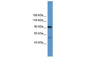 Lp (a) antibody (70R-10023) used at 0. (LPA 抗体  (Middle Region))
