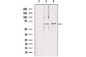 Western blot analysis of extracts from various samples, using LMOD1 antibody. (Leiomodin 1 抗体  (C-Term))