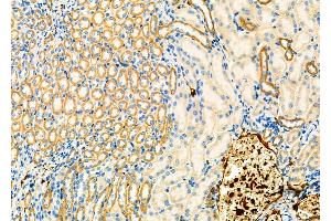 ABIN6265799 and ABIN6266785 at 1/100 staining Mouse kidney tissue by IHC-P.