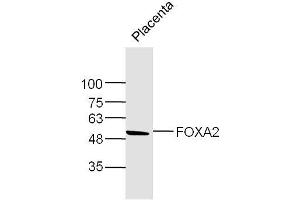 Mouse Placenta lysates probed with FOXA2 Polyclonal Antibody, Unconjugated  at 1:300 dilution and 4˚C overnight incubation. (FOXA2 抗体  (AA 201-300))