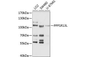 Western blot analysis of extracts of various cell lines, using PPP1R13L antibody (ABIN6131796, ABIN6146063, ABIN6146064 and ABIN6214728) at 1:1000 dilution. (PPP1R13L 抗体  (AA 589-828))