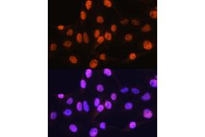 Immunofluorescence analysis of C6 cells using ARX Rabbit pAb (ABIN7265673) at dilution of 1:100. (Arx 抗体  (C-Term))