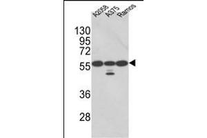 Western blot analysis of PDIA3 Antibody (Center) (ABIN389465 and ABIN2839530) in , , Ramos cell line lysates (35 μg/lane). (PDIA3 抗体  (AA 192-220))