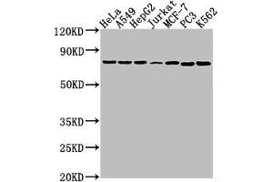 Western Blot Positive WB detected in: Hela whole cell lysate, A549 whole cell lysate, HepG2 whole cell lysate, Jurkat whole cell lysate, MCF-7 whole cell lysate, PC3 whole cell lysate, K562 whole cell lysate All lanes: HSPA1B antibody at 1:2000 Secondary Goat polyclonal to rabbit IgG at 1/50000 dilution Predicted band size: 71 kDa Observed band size: 71 kDa (HSPA1B 抗体  (AA 418-641))