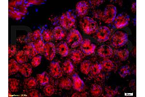 Immunofluorescence (IF) image for anti-CD33 (CD33) (AA 101-200) antibody (ABIN687607)