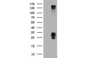 Image no. 2 for anti-CD99 (CD99) antibody (ABIN1497386) (CD99 抗体)