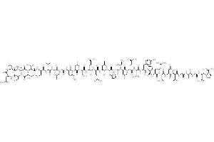 Image no. 1 for Calcitonin (Calca) peptide (ABIN399331) (Calcitonin (Calca) Peptide)