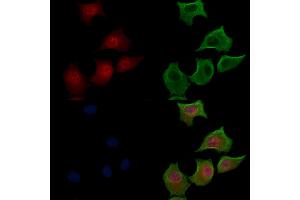 Phospho-FOXO3A (Ser318/Ser321) Antibody staining HepG2 cells(serum starvation treatment) by IF/ICC. (FOXO3 抗体  (pSer318, pSer321))
